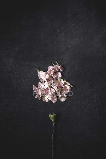 Top view of carnation stem and pile of petals on stone surface — Stock Photo