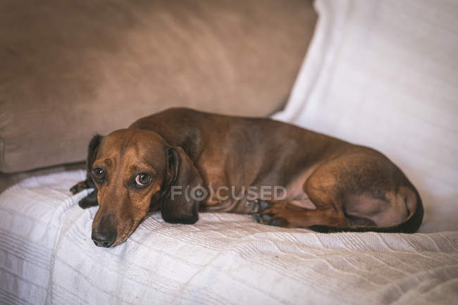 Dachshund deitado no sofá bege — Fotografia de Stock