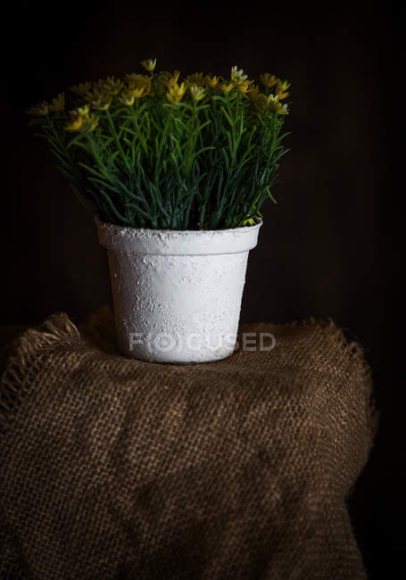 Potted blooming plant on sackcloth on dark background — Stock Photo