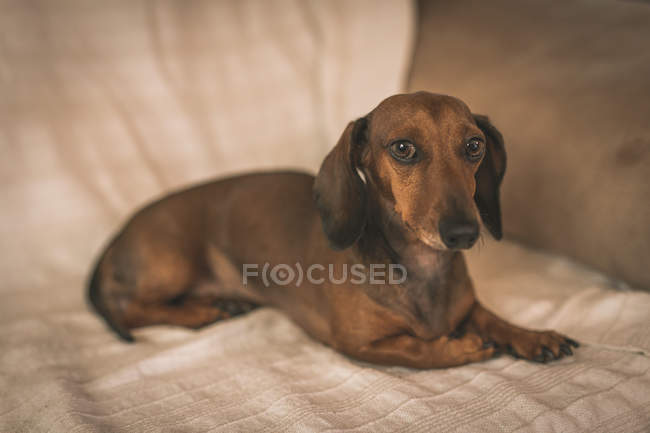 Dachshund lying on beige couch — Stock Photo