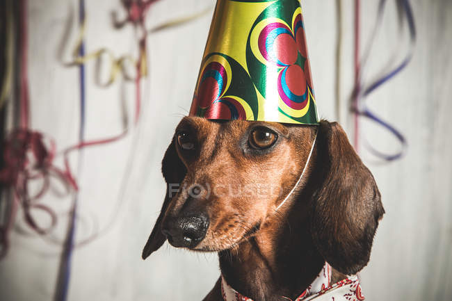 Dachshund dog in tie and paper cone — Stock Photo