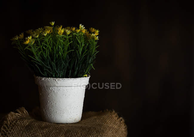 Maceta planta floreciente sobre tela de saco sobre fondo oscuro - foto de stock