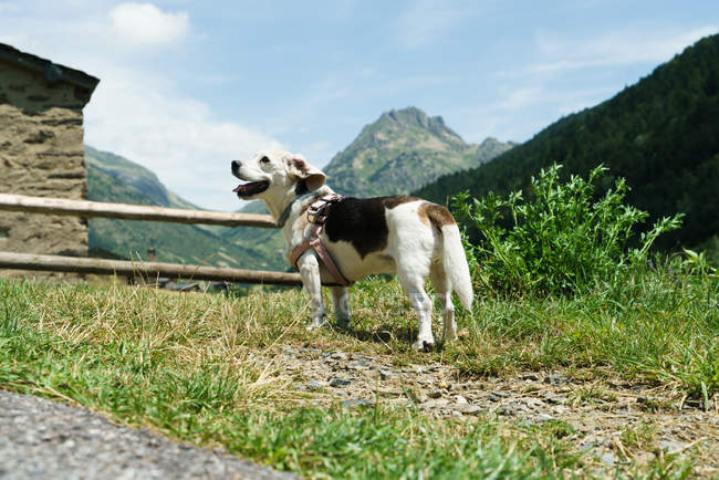 Cão adorável na grama no campo de montanha . — Fotografia de Stock