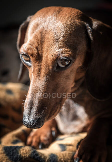 Portrait of cute beagle dog — Stock Photo