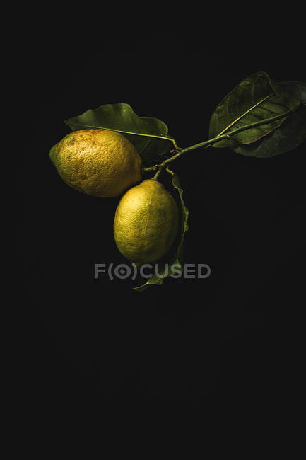 Лимоны с листьями на ветке — стоковое фото