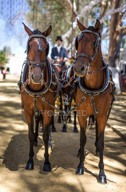 Fair of Utrera in  Seville, typical decoration and horses in Andalucia Spanish — Stock Photo