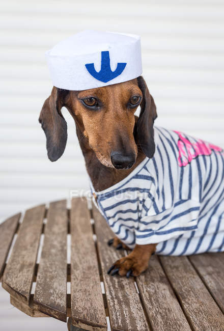 Dachshund perro en traje de marinero - foto de stock