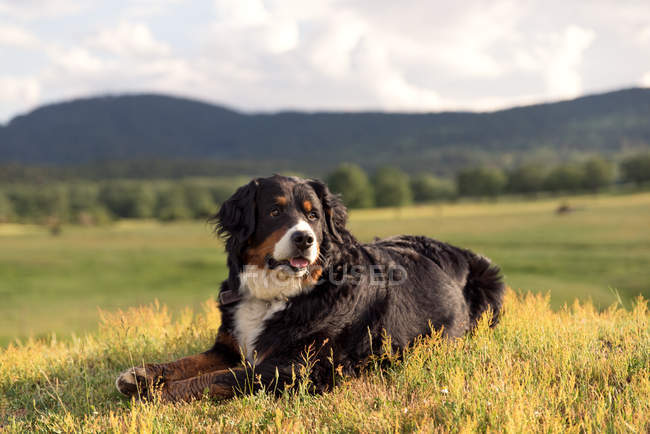 Perro acostado en hierba - foto de stock