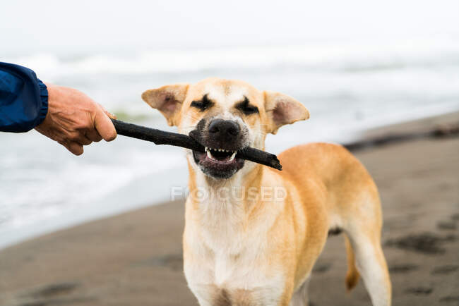 View of dog carrying stick to its master. — Stock Photo