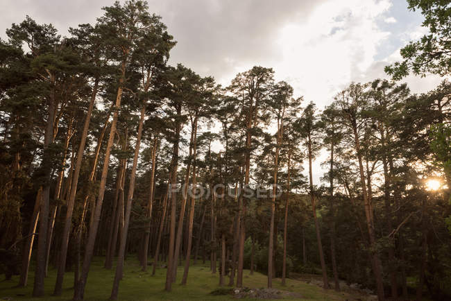 Сосновый лес на закате — Фон, Солнце - Stock Photo | #171433902