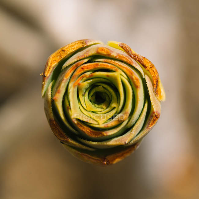 Direttamente sopra vista di piante succulente — Foto stock