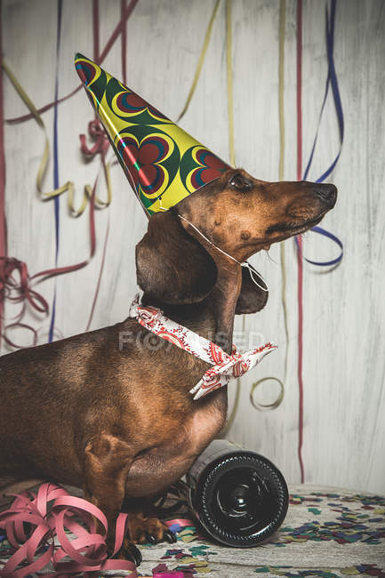 Vista laterale del cane bassotto in cravatta e cono festa — Foto stock