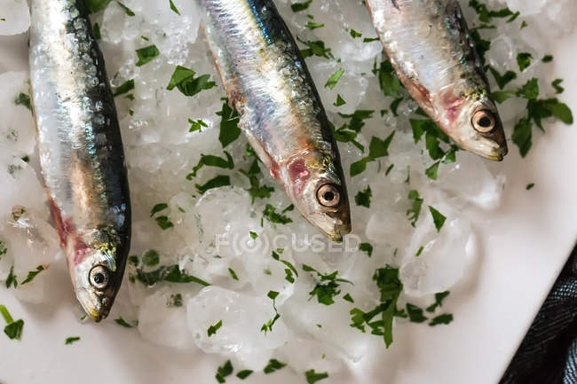 Crop fresh anchovy on ice with parsley — Stock Photo