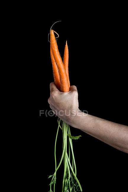 Hand with bunch of orange carrots — Stock Photo