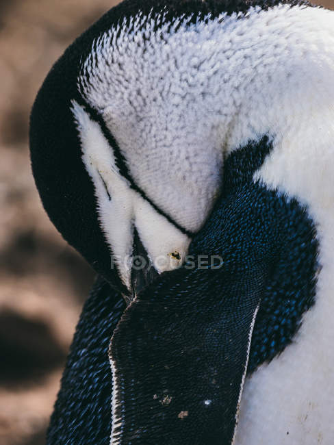 Plumas de limpieza de pingüinos - foto de stock