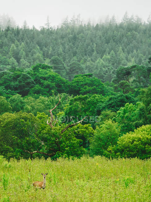Landschaft von Hirschen, die aus dem Feld vor dem Hintergrund des üppigen Mischwaldes schauen. — Stockfoto
