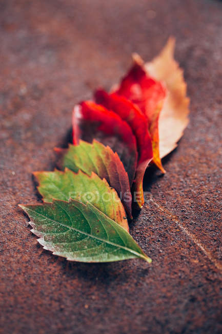 Рядок осіннього градієнтного листя — стокове фото