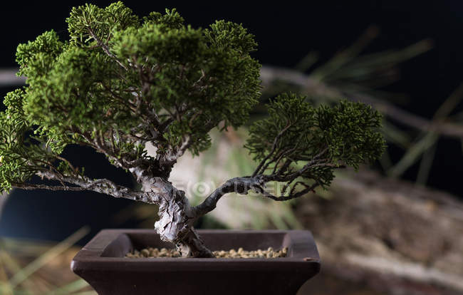 Бонсайське дерево в прикрашеному горщику — стокове фото