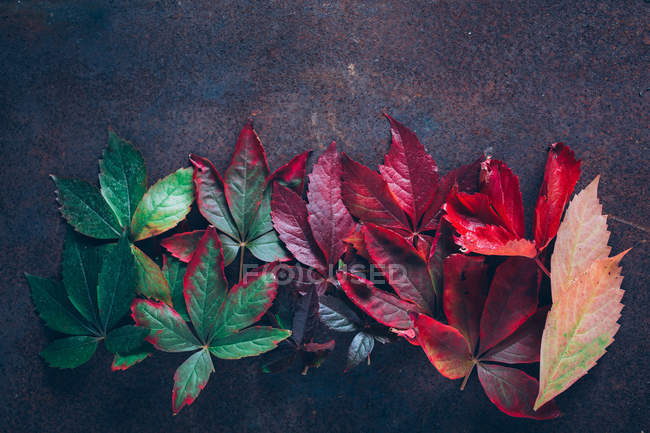Pilha de folhas de gradiente de outono — Fotografia de Stock