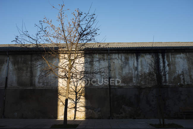 Mancha de luz solar que brilla sobre árboles sin hojas en el fondo del edificio de la calle envejecido . - foto de stock