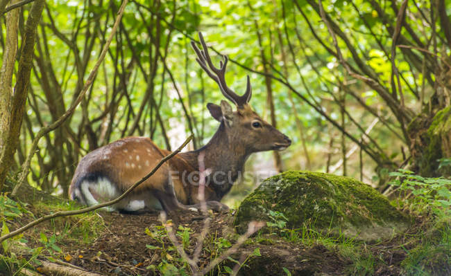 Ciervo tendido en el suelo en bosque verde - foto de stock