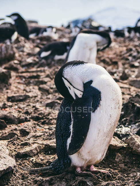 Flock of penguins cleaning feathers — Stock Photo