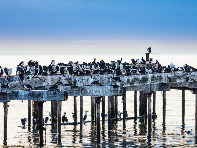 Морські птахи гніздяться на дерев'яному пірсі — стокове фото