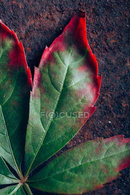Осенний градиентный лист — стоковое фото