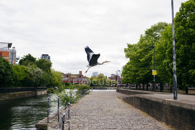 Schöner Kran fliegt über dem Boden auf dem Hintergrund des gepflasterten Flussufers in der Stadt. — Stockfoto