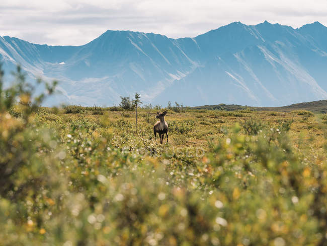Cerfs debout sur la prairie dans les montagnes — Photo de stock