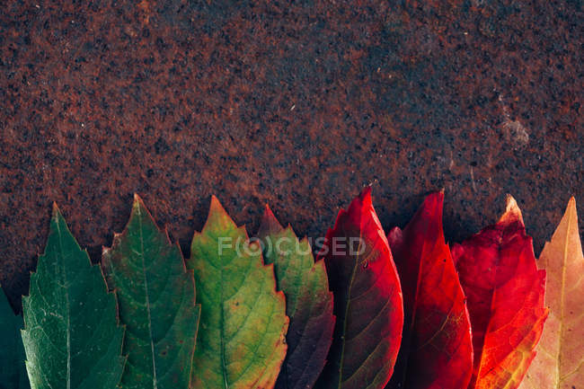 Rangée de feuillage dégradé d'automne — Photo de stock