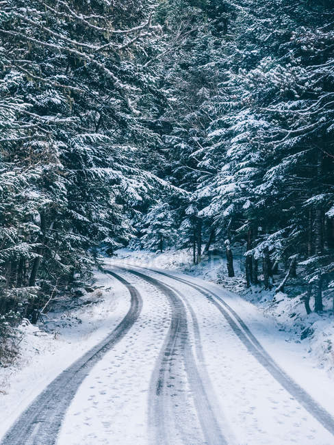 Изогнутая дорога убегает среди хвойных деревьев, покрытых снегом . — стоковое фото