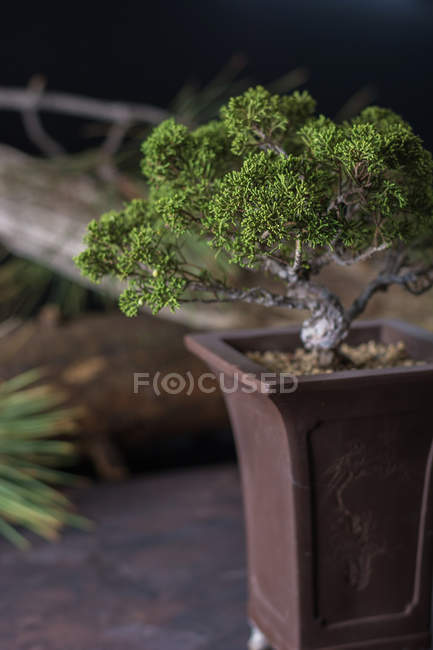 Bonsai дерево в украшенный горшок — стоковое фото