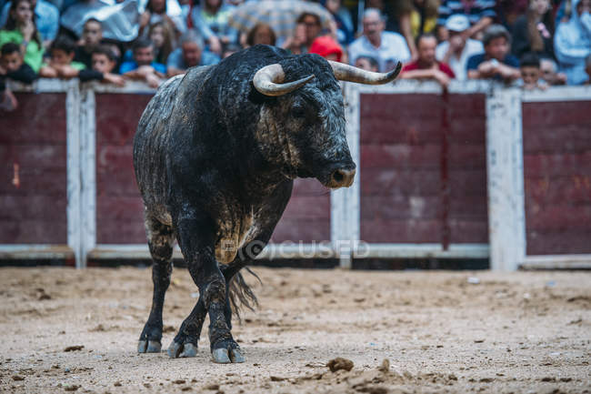 Toro sulla sabbia bullring — Foto stock