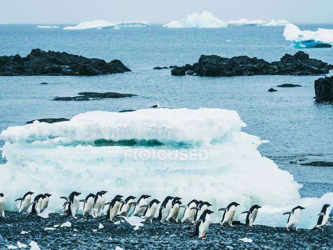 Pingüinos caminando en la orilla - foto de stock