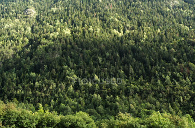 Vista aérea del bosque verde - foto de stock