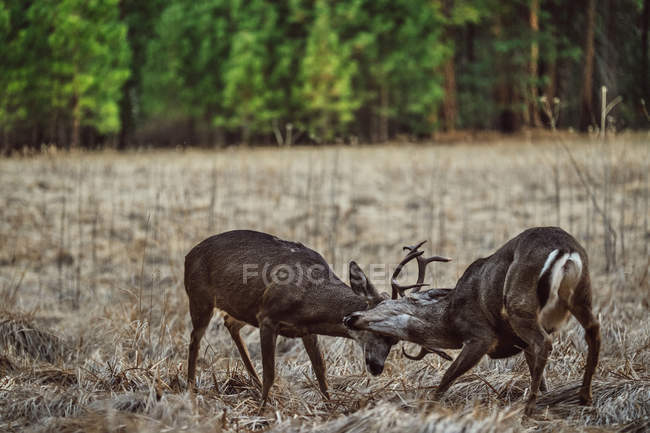 Два оленя бойових дій в сухих поля на фоні Вудс . — стокове фото
