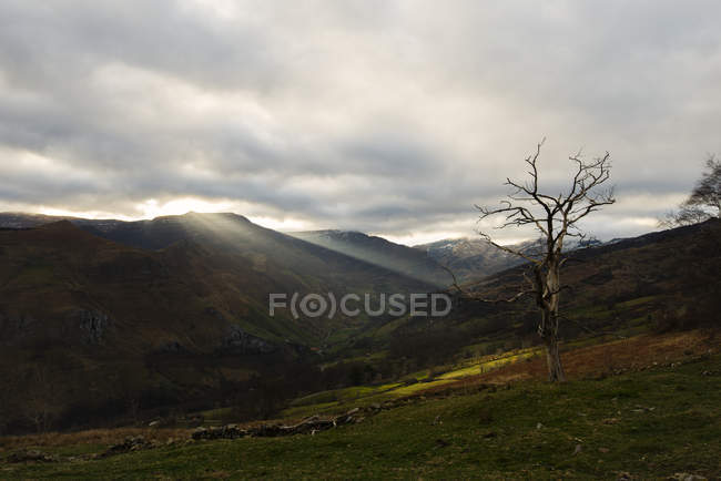Sun shinning through leafless tree at countryside scene — Stock Photo