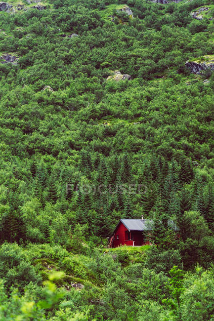 Casa rossa posta su pendio di montagna tra boschi di conifere . — Foto stock