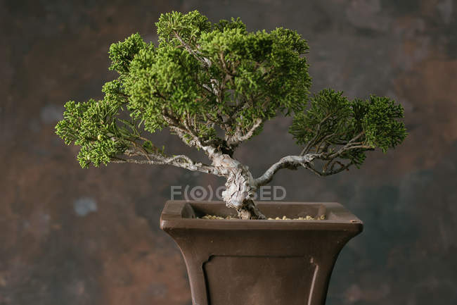 Árbol bonsái en maceta ornamentada - foto de stock