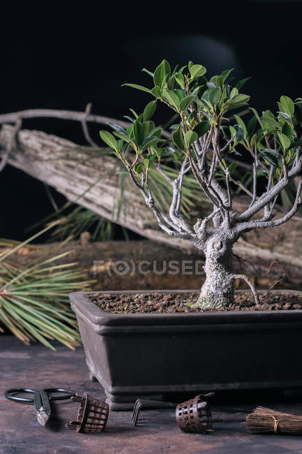 Bonsai albero e strumenti per la cura — Foto stock