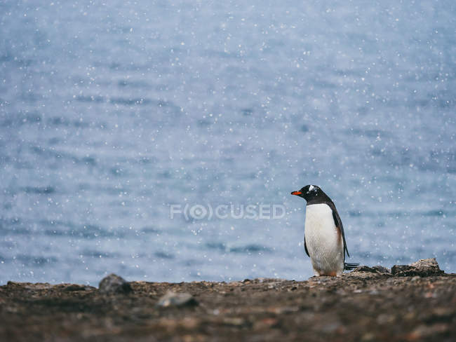 Pingüino parado en la orilla del mar - foto de stock