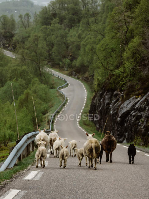 Gado correndo estrada abaixo nas montanhas — Fotografia de Stock