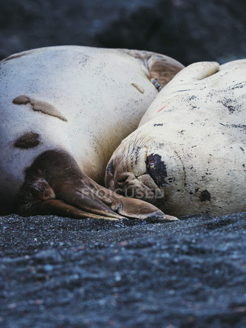 Тюлени спят на берегу — стоковое фото
