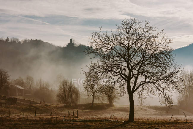 View to dried autumn trees on meadow at foggy forest. — Stock Photo