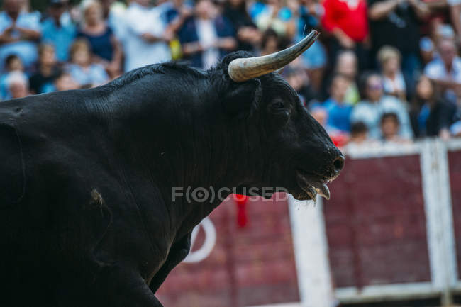 Testa di toro sopra la folla — Foto stock