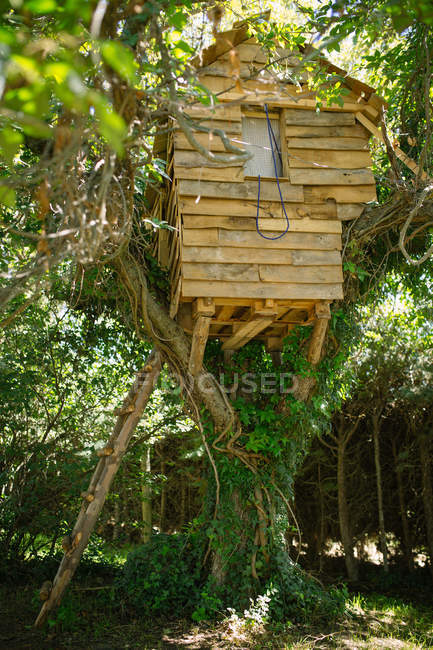 Фасад домика на дереве среди зелени — стоковое фото