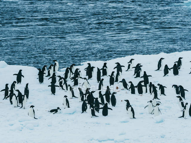 Pingüinos caminando sobre la nieve - foto de stock