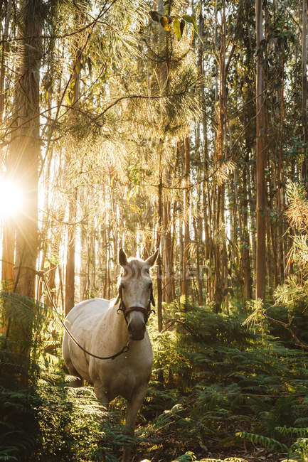 Vista frontal do cavalo branco amarrado em madeiras iluminadas pelo sol — Fotografia de Stock