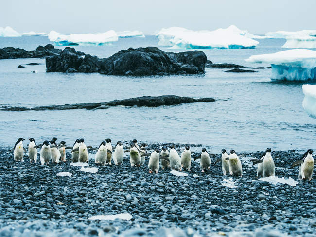Pinguini che camminano sulla neve — Foto stock